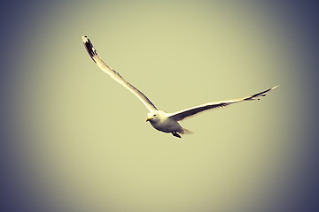 Image showing caspian gull flying towards the camera