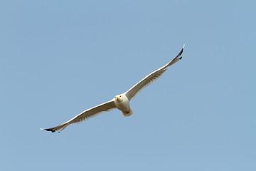 Image showing caspian gull flying towards the camera