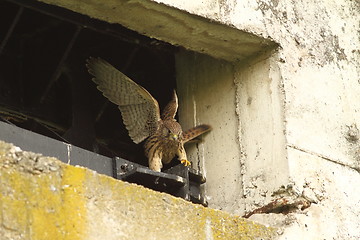 Image showing falco tinnunculus juvenile learning to fly