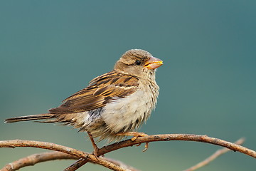 Image showing female house sparrow eating seeds