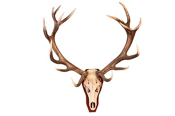 Image showing awesome red deer hunting trophy