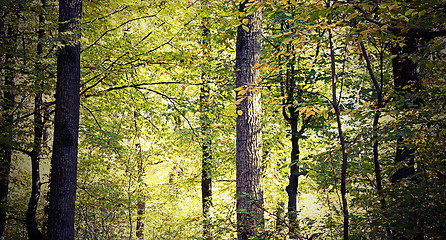 Image showing vintage look of beautiful forest