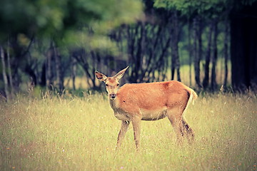 Image showing red deer doe in the forest