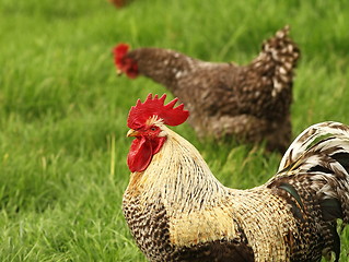 Image showing close up of a colorful rooster