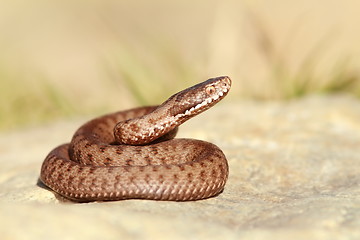 Image showing beautiful european common adder