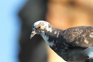 Image showing close up of domestic pigeon