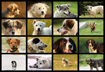 Image showing images with romanian dogs from sheep farms