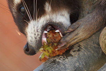 Image showing raccoon eating apple