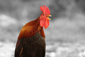 Image showing abstract view of singing rooster