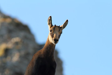 Image showing cute wild chamois youngster looking at camera