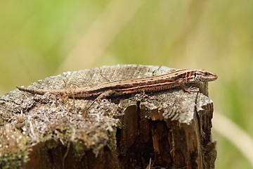 Image showing viviparous lizard basking on tree trunk