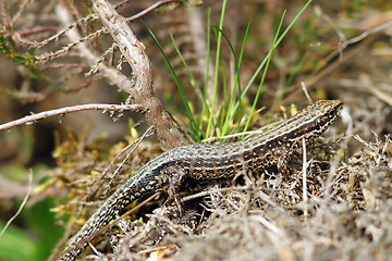 Image showing lizard camouflaged in its habitat