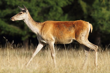 Image showing deer doe walking in a glade