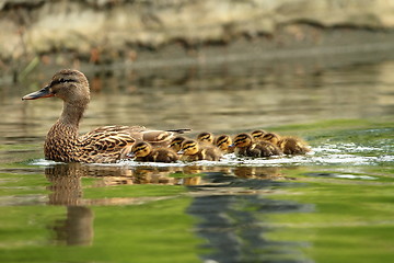 Image showing mallard ducks family