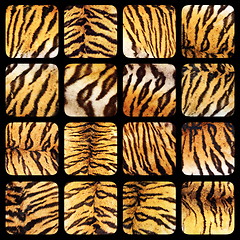 Image showing collection of real tiger fur textures