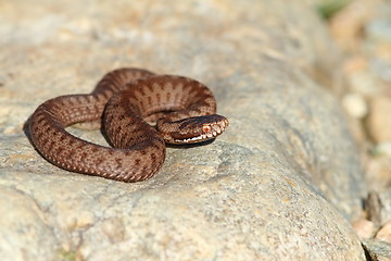 Image showing juvenile vipera berus on stone