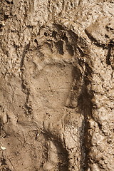 Image showing big brown bear footprint