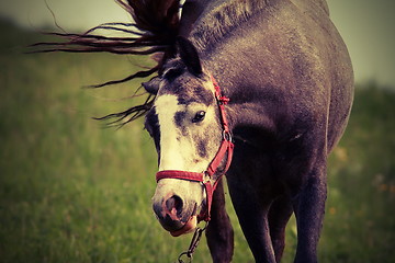 Image showing horse coming towards the camera