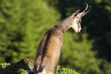 Image showing chamois looking down the abyss