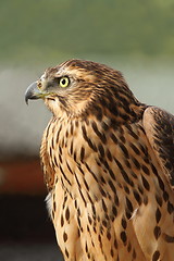 Image showing eurasian sparrowhawk closeup