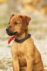 Image showing vizsla cute brown puppy