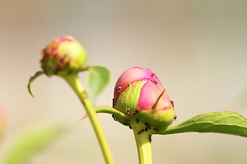 Image showing garden peony attacked by ants