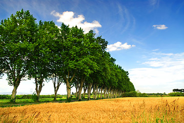 Image showing French country road