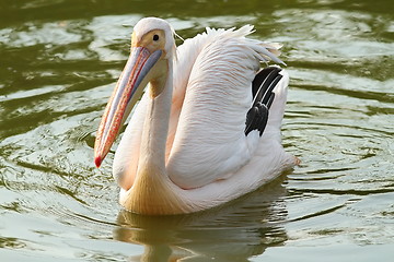 Image showing great pelican on the water