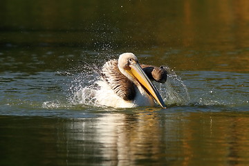 Image showing juvenile pelican playing on water