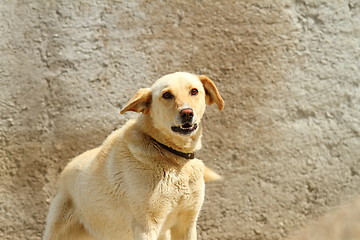 Image showing aggressive dog
