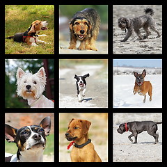 Image showing images with domestic dogs