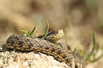 Image showing male vipera ursinii rakosiensis