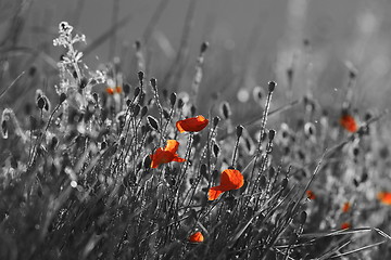 Image showing red wild poppies