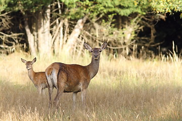 Image showing red deer hind with young