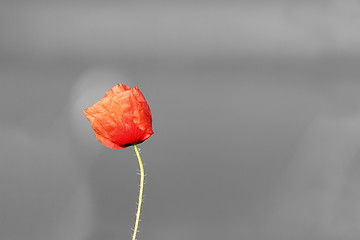 Image showing abstract vivid poppy flower over black and white background