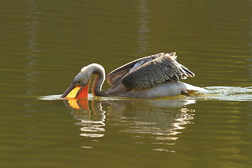 Image showing juvenile great pelican fishing