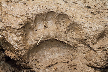 Image showing big european brown bear trace