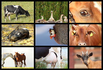 Image showing details with farm animals