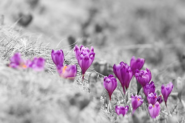 Image showing abstract view of spring crocuses