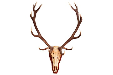 Image showing beautiful red deer stag trophy