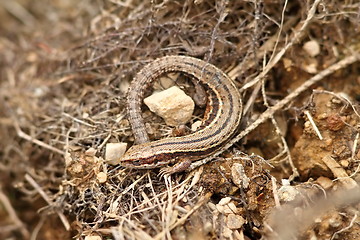 Image showing lacerta vivipara in natural habitat