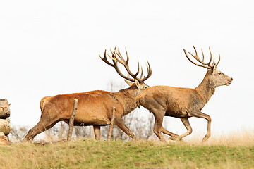 Image showing beautiful red deer bucks running
