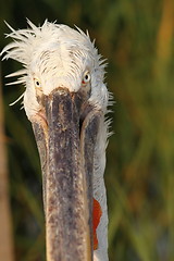 Image showing funny portrait of dalmatian pelican