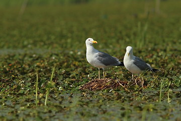 Image showing caspian gulls on the nest