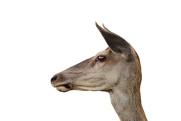 Image showing red deer doe isolated portrait