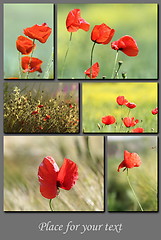 Image showing spring postcard with red wild poppies