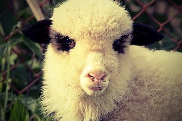 Image showing white lamb portrait