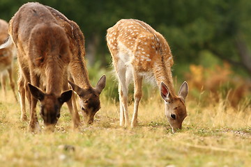 Image showing fallow deer herd grazing