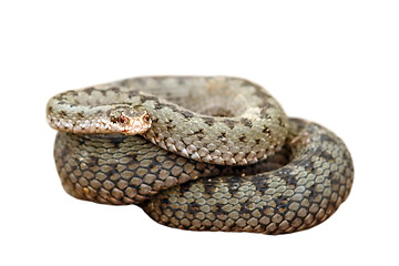 Image showing isolated female common european adder