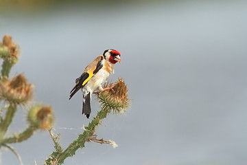 Image showing european goldfinch eating seeds